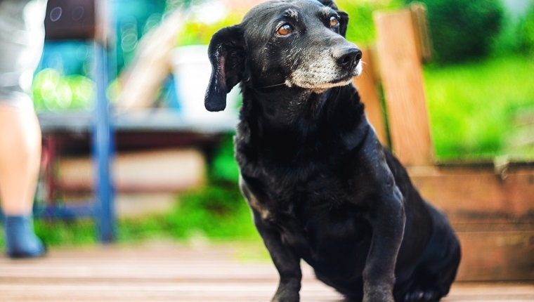 Portrait of an old tired black-haired dachshund dog in the backyard. Domestic dog with a gray muzzle