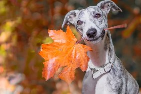 Eine junge Whippet Hündin sitzt im Wald und hält ein oranges, herbstliches Ahorn Blatt m Maul. Es sieht dabei so aus als würde sie in die Kamera lächeln.