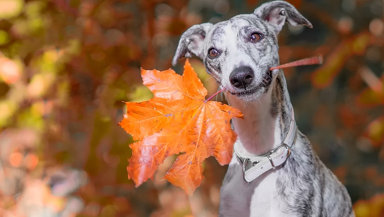 Eine junge Whippet Hündin sitzt im Wald und hält ein oranges, herbstliches Ahorn Blatt m Maul. Es sieht dabei so aus als würde sie in die Kamera lächeln.