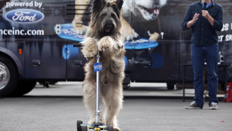 GRANADA HILLS, CA: February 11, 2012  Norman the Scooter Dog, demonstrates his talent at the start of the filming of an open casting call for Animal Planet's upcoming series "Who Let The Dogs Out." Norman sits on the judging panel. Most of the entrants will appear as "extras" in "Who Let The Dogs Out"