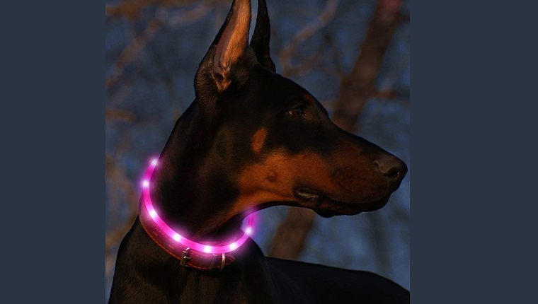 glow collar