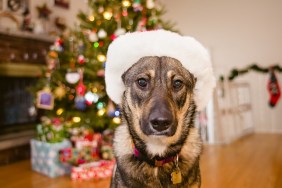 A mixed breed German Shepherd dog sits in front of a Christmas tree wearing a fur-trimmed Santa hat.