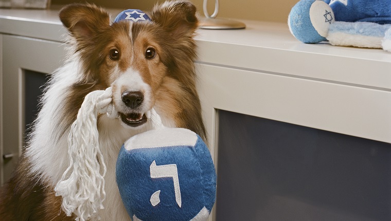 Shetland Sheepdog wearing yamulka holding with Hebrew on it by Menorah