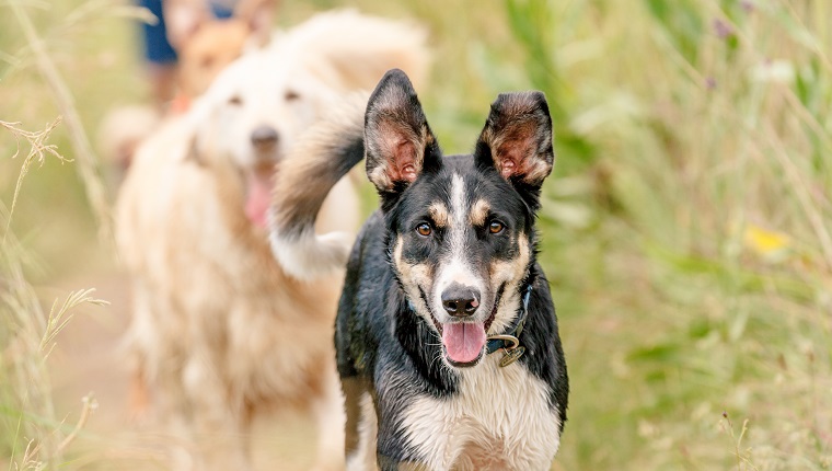 A group of happy dogs walking with their owner in the park