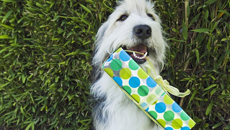 Dog with gift in mouth