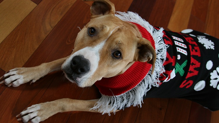 Tan and White Pit Bull wearing ugly Christmas sweater.