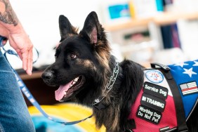 A service dog waits for training at the Paws of War office in Nesconset, Long Island, New York on June 10, 2019. - The service dogs are either trained or being trained to help veterans through difficult times by Paws of War, an association funded entirely by private donations that provides the shelter animals free of charge.