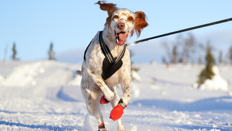 Young Setter running on a leash while the owner is skiing in the Norwegian mountains