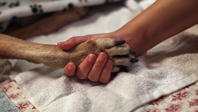 NEW YORK, NY - MAY 09: Tomo McLoyd holds the paw of her dog Rocky, 14, as veterinarian Wendy McCulloch euthanizes the pet at their apartment on May 9, 2012 in New York City. McLoyd had made the difficult decision to call McCulloch to perform the procedure after the pet could no longer walk. End of life issues have become increasingly important for pet owners, as advanced medical treatments and improved nutrition are extending pets lives well into old age. McCulloch runs Pet Requiem, a home veterinary service designed to provide geriatric care and in-home euthanasia for dying pets in the New York and New Jersey area. Many pet owners are choosing such in-home care to try and provide a humane and compassionate "good death" for their beloved pets. 