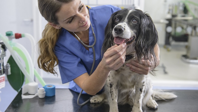 Portrait of veterinary nurse with dog on table in veterinary surgery