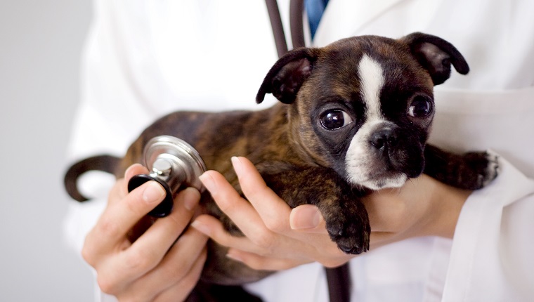 "Boston terrier and pug mix. Cutie big eyes saying, 'I need my check up'."