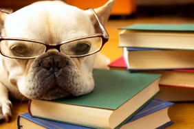 dog with books