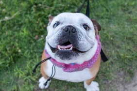 Happy female bulldog smiling