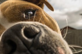 Close-Up Of Dog On Wooden Table