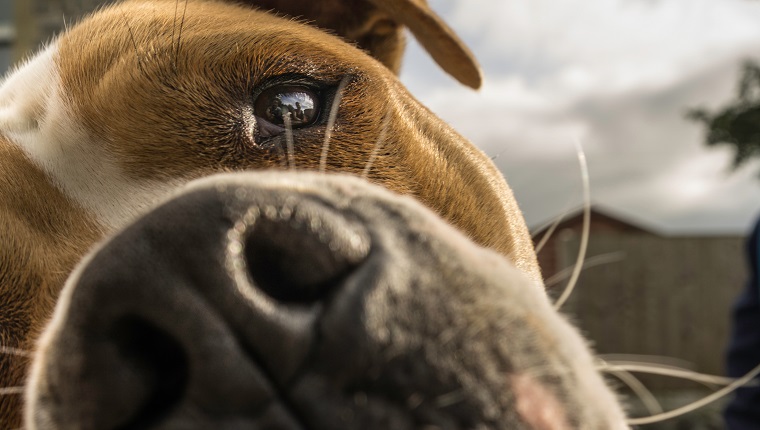 Close-Up Of Dog On Wooden Table