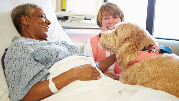 Pet Therapy Dog And Handler Visiting Senior Female Patient In Hospital