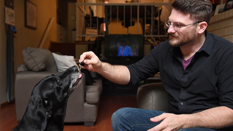 Brett Hartmann gives his dogs Cayley, a six-year-old-Labrador Retriever drops of a cannabis based medicinal tincture to treat hip pain and anxiety, June 8, 2017 at his home in Los Angeles, California. It's early morning, just after breakfast, and six-year-old Cayley is wide awake, eagerly anticipating her daily dose of cannabis.The black labrador, tail wagging, laps up the liquid tincture owner Brett Hartmann squirts into her mouth, a remedy he uses morning and evening to help alleviate Cayley's anxiety.As the multi-billion dollar medical and recreational marijuana industry for humans blossoms in the United States, so is a new customer base -- animals.