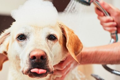 Close-Up Portrait Of Dog