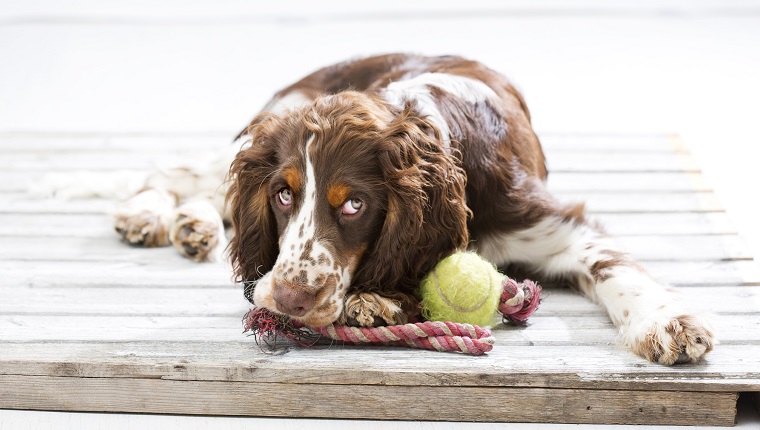 English Springer Spaniel Welpe, Studio