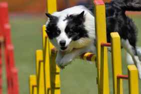 Hilarious Dog Agility Videos