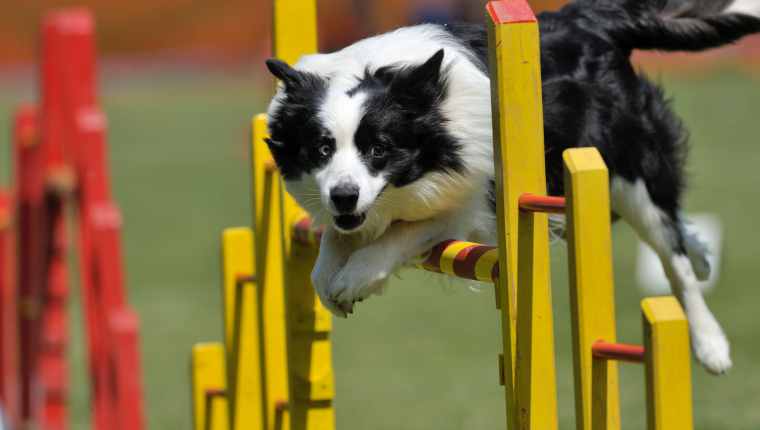 Hilarious Dog Agility Videos