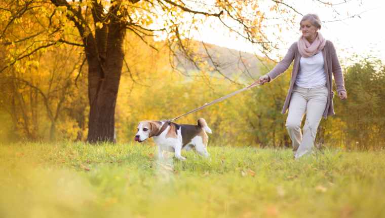 Dog Walking Injuries With Seniors