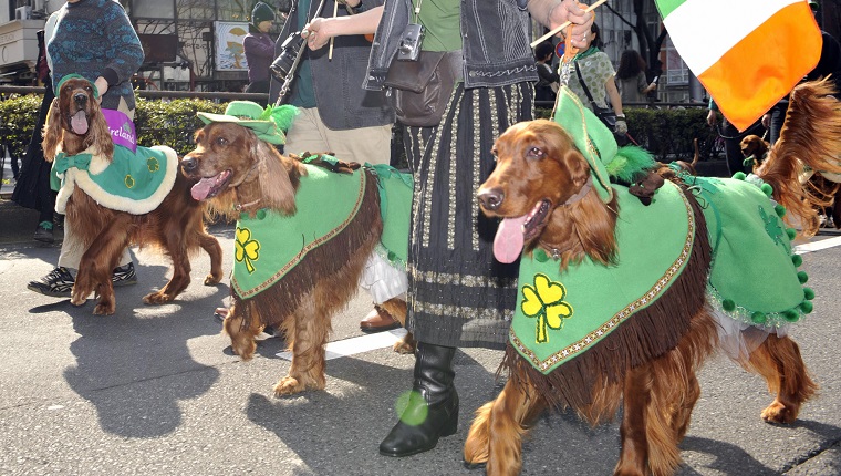 Members of Irish Setter Club and their dogs march during the St.Patrick's Day Parade in Tokyo on March 16, 2008. Some 2,000 people took part in the parade to commemorate the Irish patron saint. AFP PHOTO / Yoshikazu TSUNO