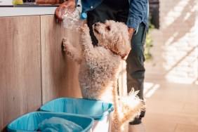 Young man recycling bottles with his dog