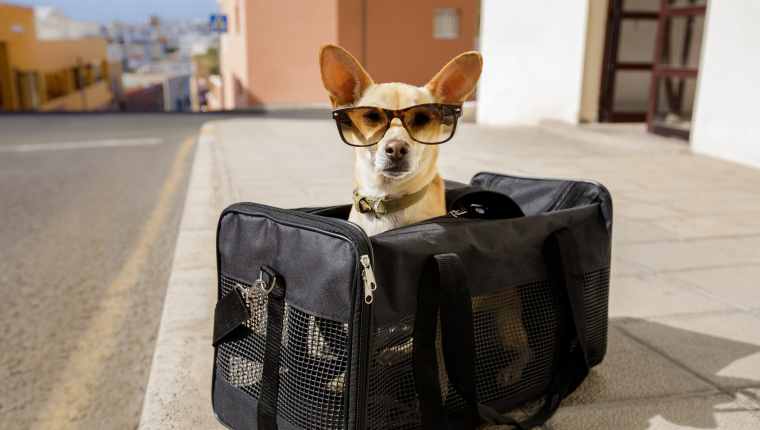 Dog Traveling 2