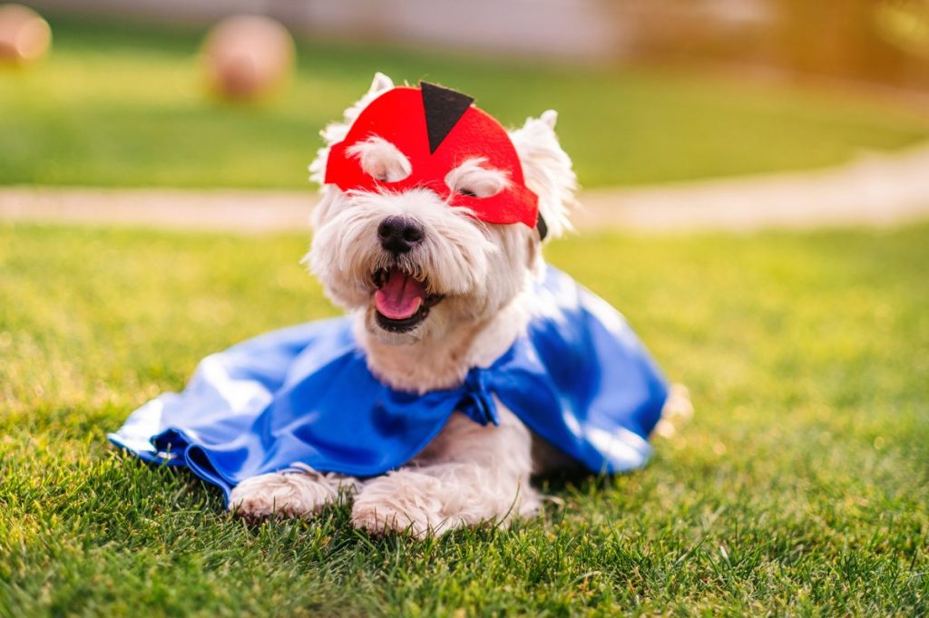 dog dressed in superhero costume dog names Marvel Cinematic Universe