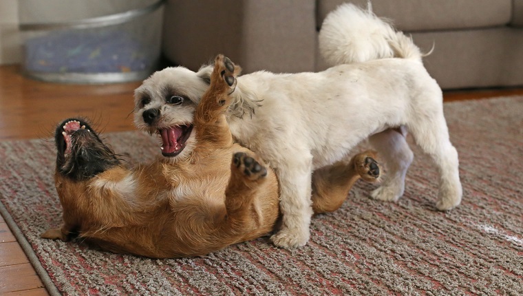 Two puppies play together