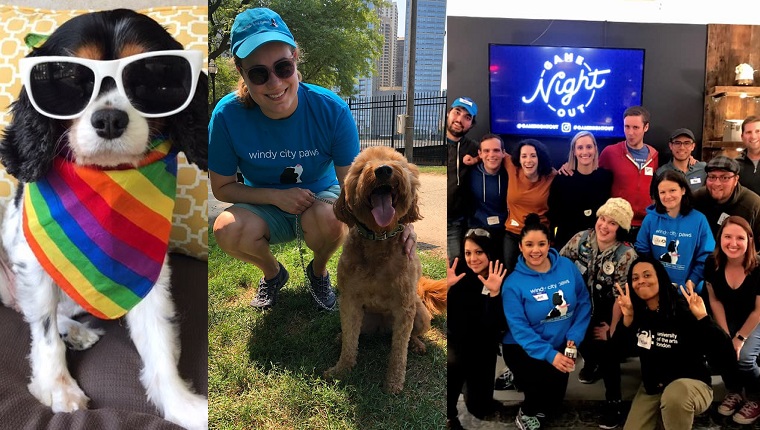 photos from windy city paws, chicago's favorite dog walkers