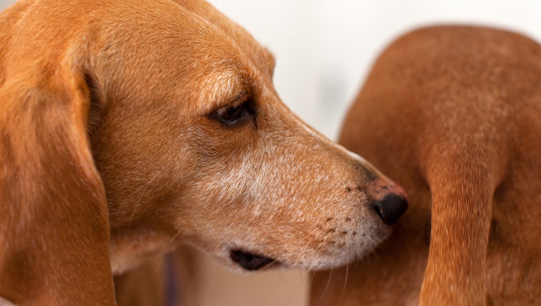 Dog sniffing other dogs bum and saying hello.