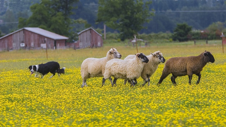 Border collie herding sheep in field of yellow Dandelions, red barn in backgrolund, near Scio, Oregon.