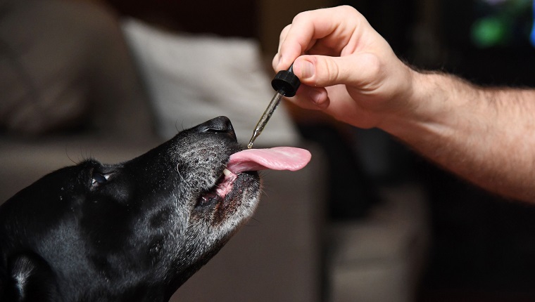 Brett Hartmann gives his dogs Cayley, a six-year-old-Labrador Retriever drops of a cannabis based medicinal tincture to treat hip pain and anxiety, June 8, 2017 at his home in Los Angeles, California. It's early morning, just after breakfast, and six-year-old Cayley is wide awake, eagerly anticipating her daily dose of cannabis. The black labrador, tail wagging, laps up the liquid tincture owner Brett Hartmann squirts into her mouth, a remedy he uses morning and evening to help alleviate Cayley's anxiety. As the multi-billion dollar medical and recreational marijuana industry for humans blossoms in the United States, so is a new customer base -- animals. / AFP PHOTO / Robyn Beck