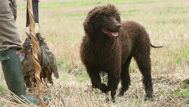 Irish Water Spaniel (Canis lupus familiaris) on shoot, UK