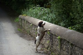 Alert spaniel on stone bridge