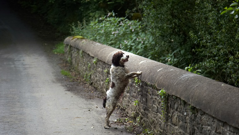 Alert spaniel on stone bridge