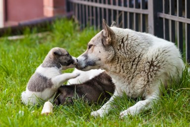 Mother dog with baby puppies, A cute puppy, a dog, dog - focus on front - blurred background.