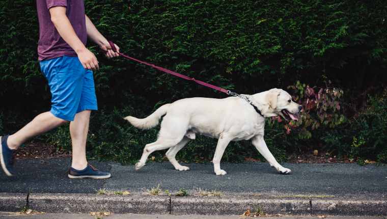 Dog Leashes 1