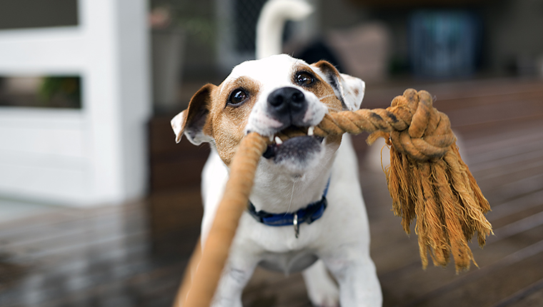 Fox Terrier tugging the rope playing