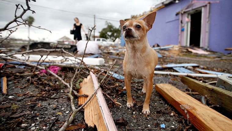 NEW ORLEANS, LA - FEBRUARY 07: A dog stands in the left behind by a tornado on February 7, 2017 in New Orleans, Louisiana. According to the weather service, 25 people were injured in the aftermath of the tornado. 