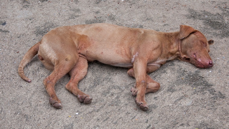 stray dog sleeping on the pavement.