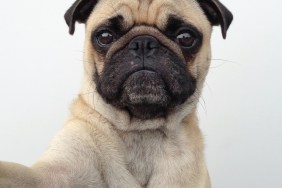 Pug dog taking a selfie