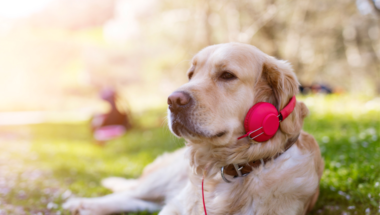 golden retriever with red headphones