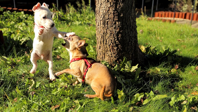 Dogs Playing On Grassy Field