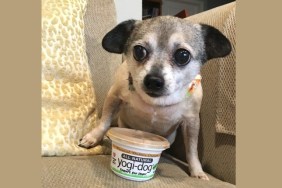 dog with yogi-dog yogurt