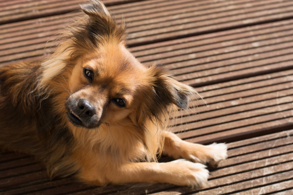 A Pomchi wants you to repeat what you just said. 