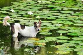 Dog Algae