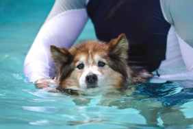 Dog Hydrotherapy